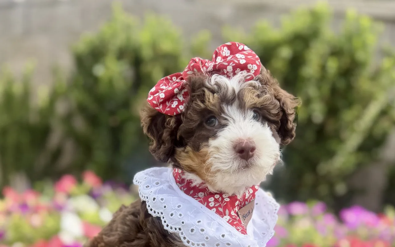 A red doodle puppy from the Bella and Becker litter
