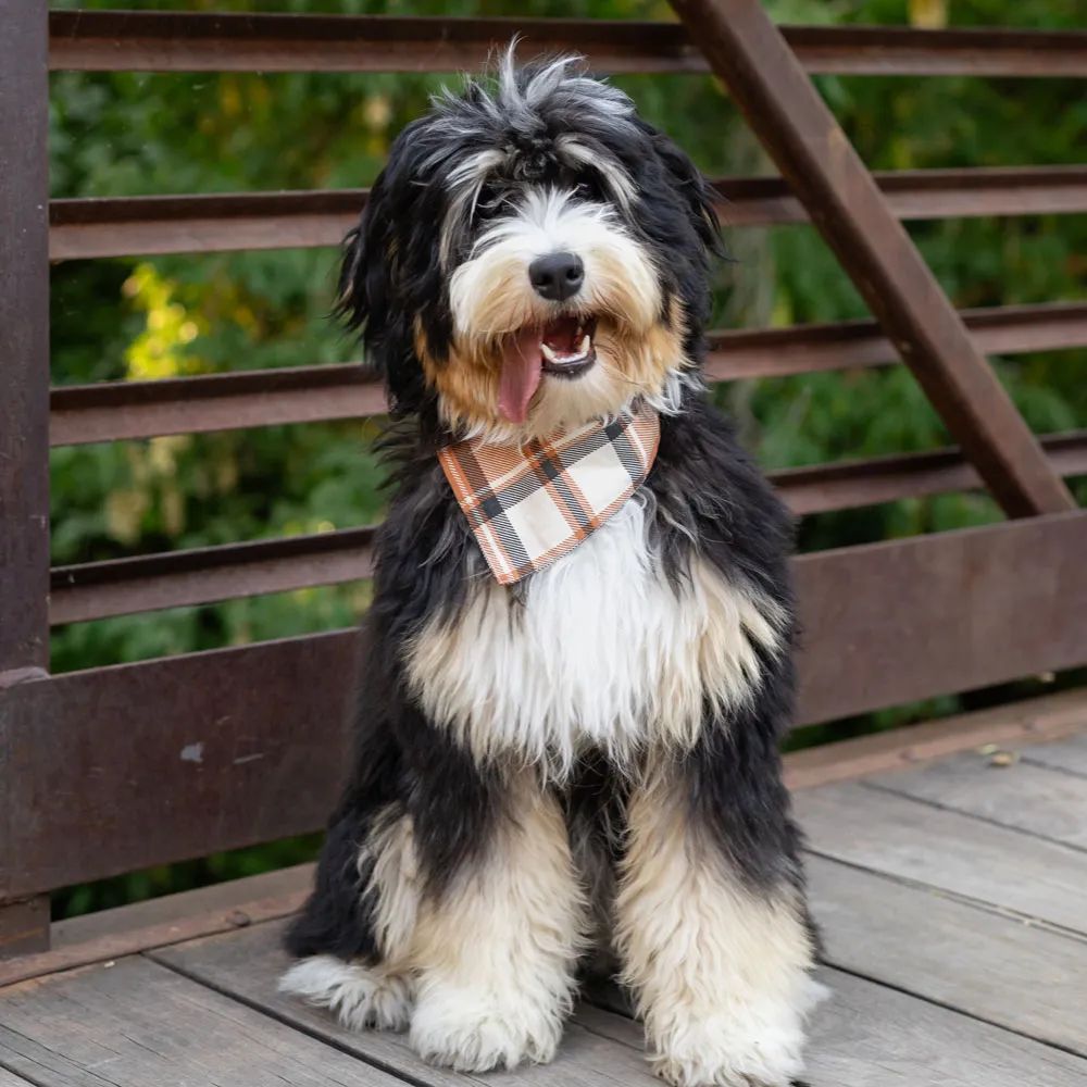 Bella, a mini Bernedoodle dam, sitting outdoors in a plaid bandana
