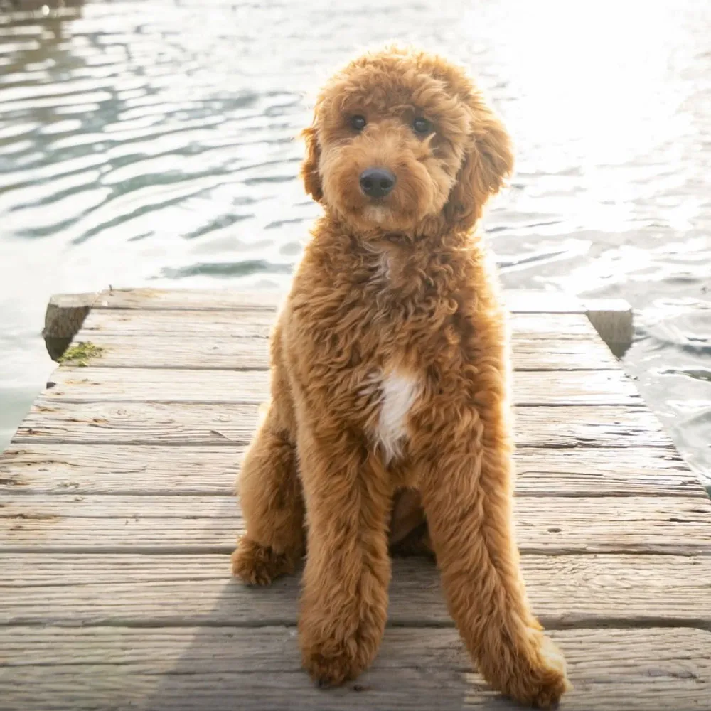 Bowie, the dam of the litter, sitting on a dock