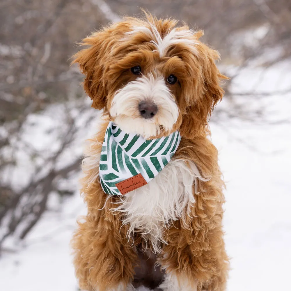 Lord Business, the sire, an intense-red mini Goldendoodle