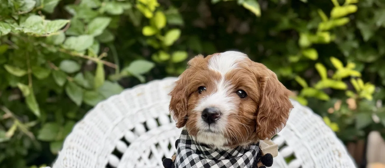 A golden doodle puppy from the Bowie and Lord Business litter